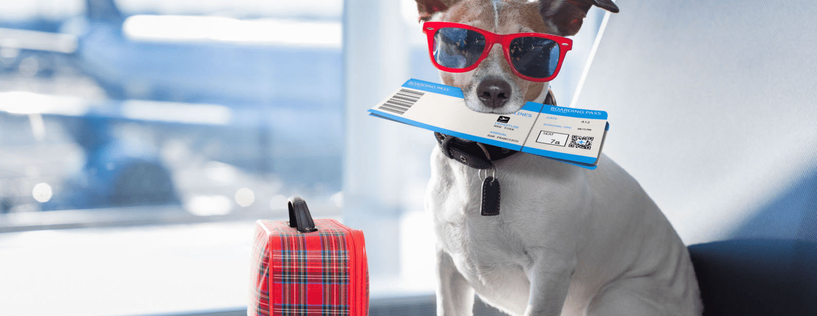 everything-you-need-to-know-about-flying-with-your-pet